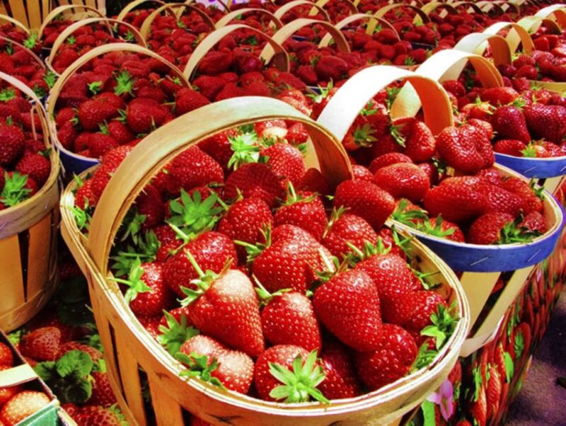 From Mattituck: North Fork Area Bike Tour With Food Tasting - Accessibility