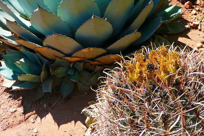 From Mazatlan - La Noria Artisan Tour The Blue Agave - The Sum Up: Is This Tour Worth Your Time?