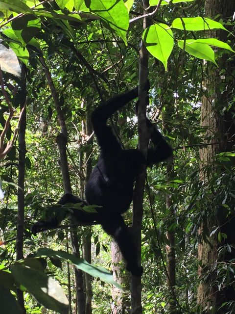 From Medan: 4 Day Tour to Bukit Lawang Incl. Jungle Trek - Key Points