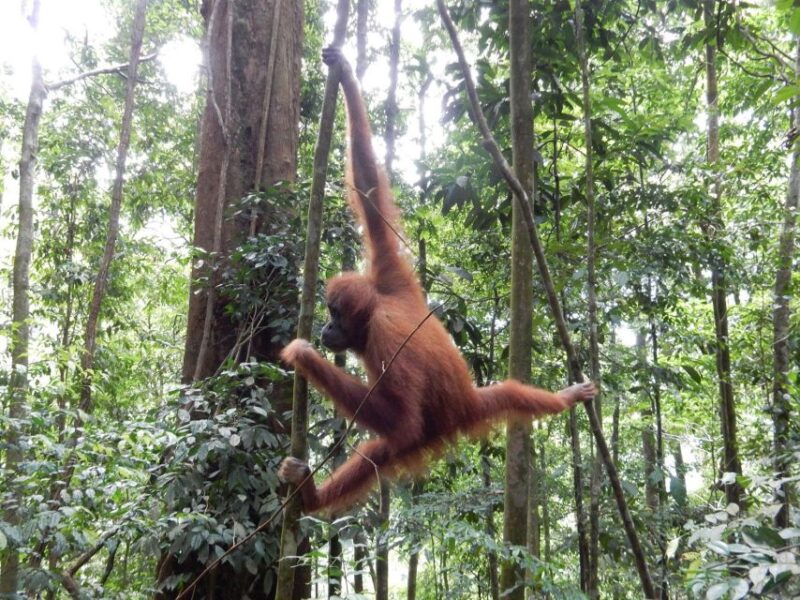 From Medan: 4 Day Tour to Bukit Lawang Incl. Jungle Trek - Itinerary and Experience
