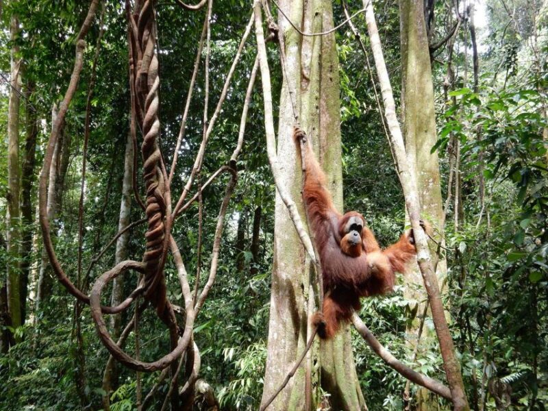 From Medan: 4 Day Tour to Bukit Lawang Incl. Jungle Trek - Guides and Accommodations
