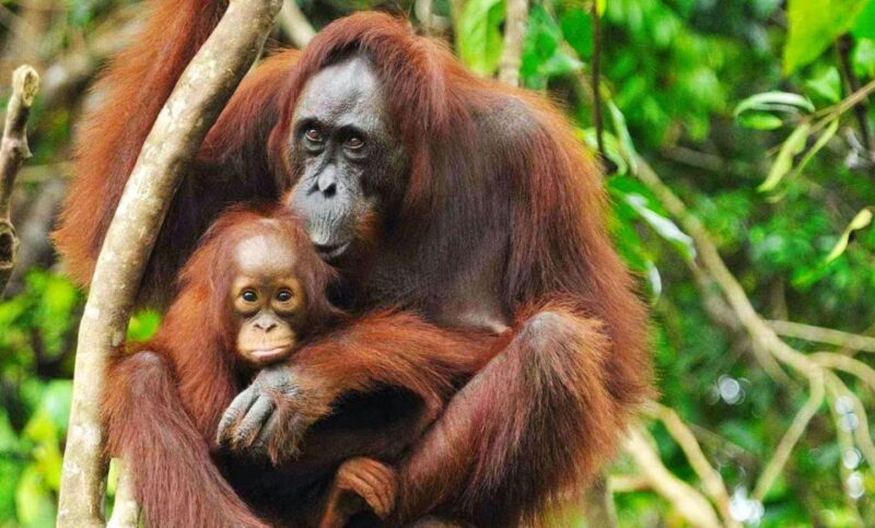 From Medan: Mount Leuser National Park Full-Day Trip - Itinerary and Activities