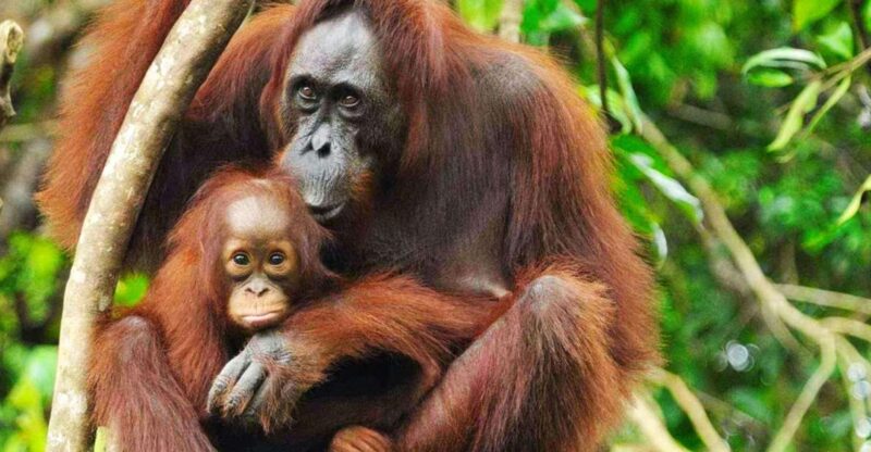 From Medan: Mount Leuser National Park Full-Day Trip - Inclusions and Exclusions