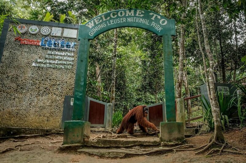 From Medan: Mount Leuser National Park Full-Day Trip - Customer Reviews and Experience
