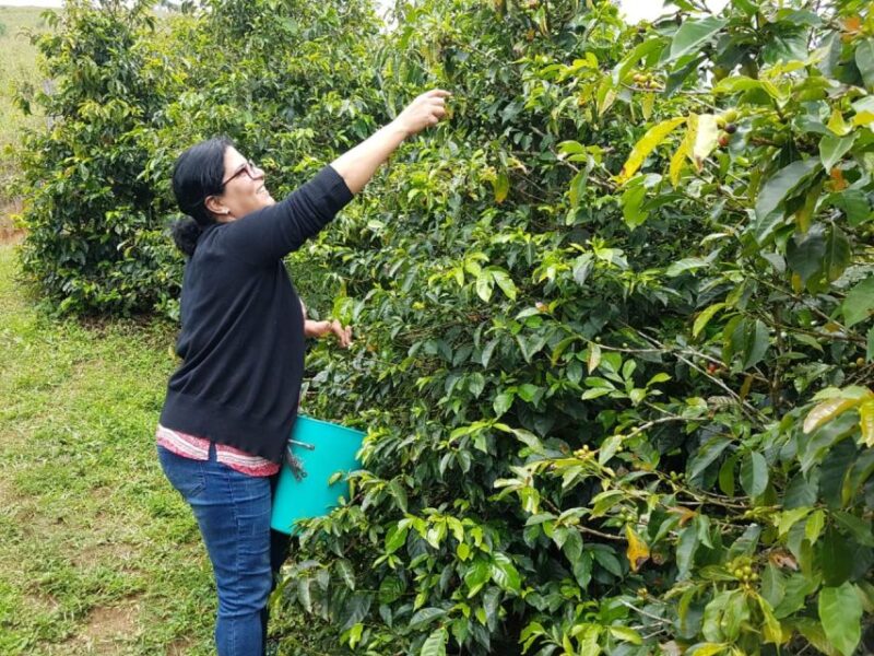 From Medellin: Full Day Fredonia Coffee Private Tour - Experience Highlights