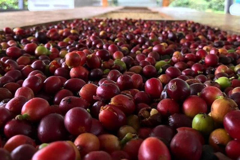 From Medellin: Full Day Fredonia Coffee Private Tour - Included and Excluded
