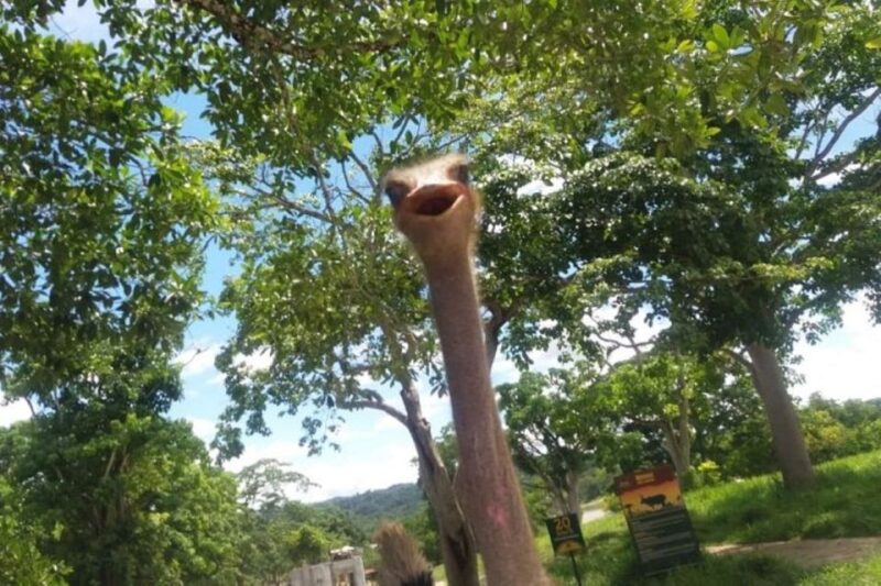 From Medellín: Pablo Escobar's Hacienda Nápoles Private Tour - Pricing and Booking