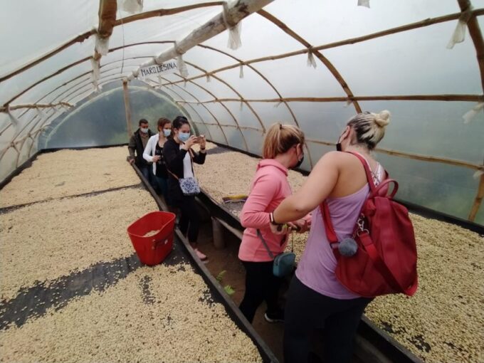 From Medellin: Private Envigado Coffee Tour With Tastings - Hands-On Coffee Bean Picking