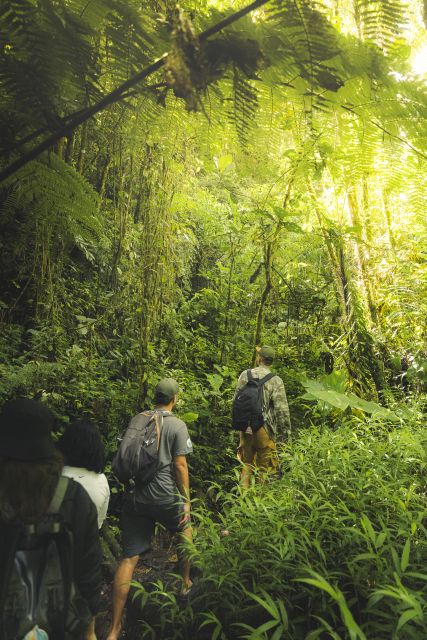 From Medellin Waterfalls: Guided Hiking Tour in Nature - Key Points
