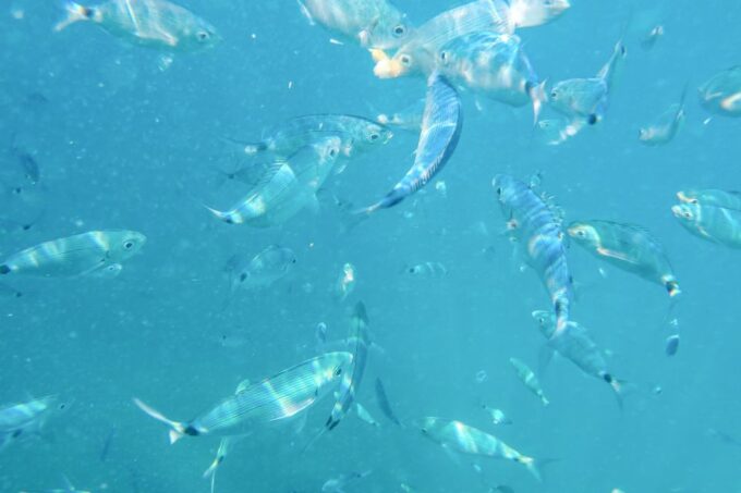 From Medulin: Full-Day Boat Tour of the Archipelago W/ Lunch - Important Information