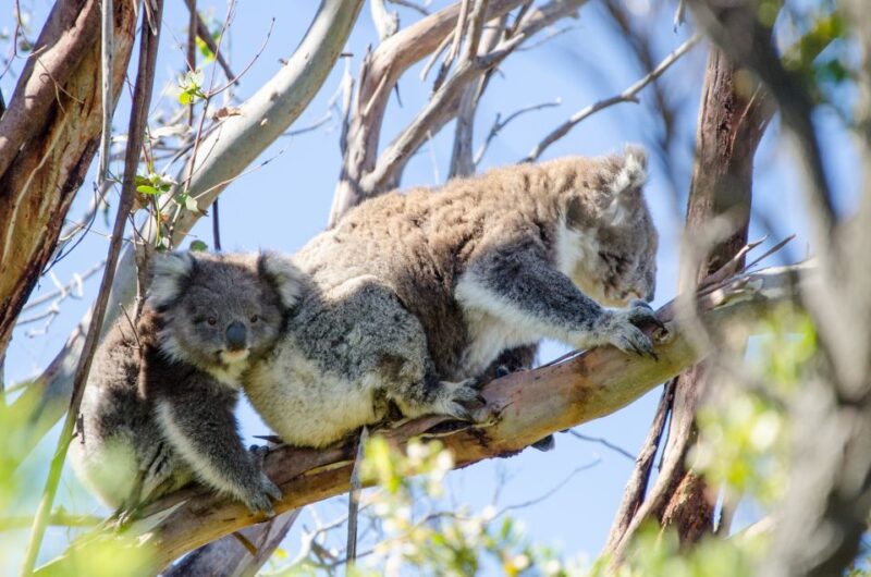 From Melbourne: 2-Day Great Ocean Road & Grampians Escape - Key Points