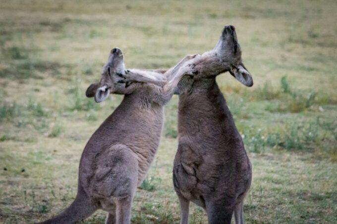 From Melbourne: 2-Day Great Ocean Road & Grampians Escape - Packing Tips and Important Information