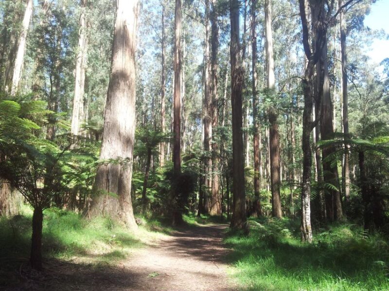 From Melbourne: Dandenong Ranges Private Day Tour - Trekking Through the Forest