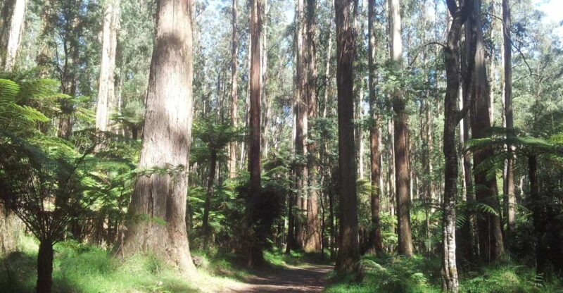 From Melbourne: Dandenong Ranges Private Day Tour - Exploring Aboriginal Culture