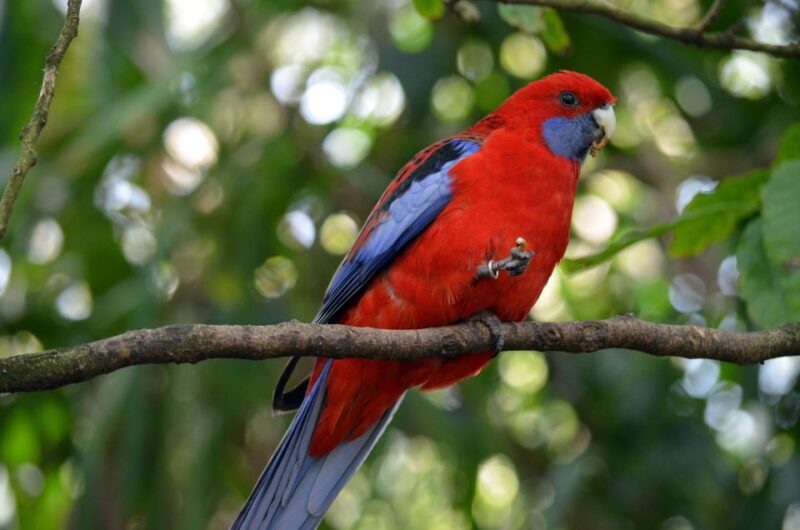 From Melbourne: Dandenong Ranges Private Day Tour - Spotting Wildlife