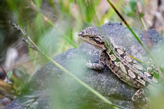 From Melbourne: Grampians National Park Bushwalking Tour - Wildlife Sightings