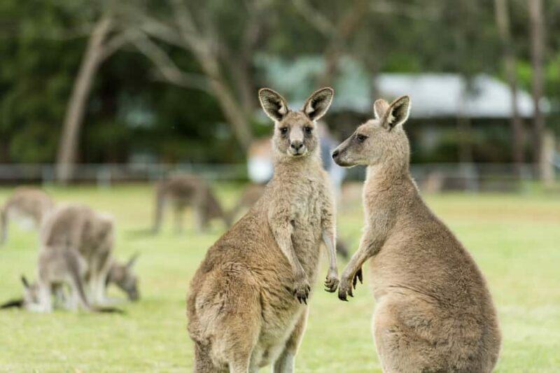 From Melbourne Grampians National Park Kangaroos Guided Tour - Walking to the Geological Icons
