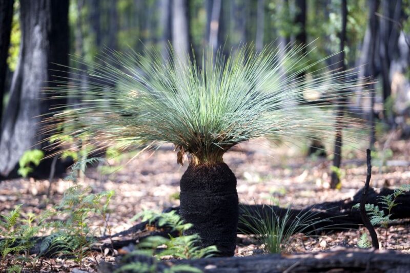 From Melbourne: Grampians National Park & Kangaroos - Key Points