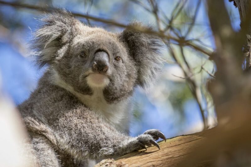 From Melbourne: Great Ocean Road and Otway Overnight Tour - Included Experiences