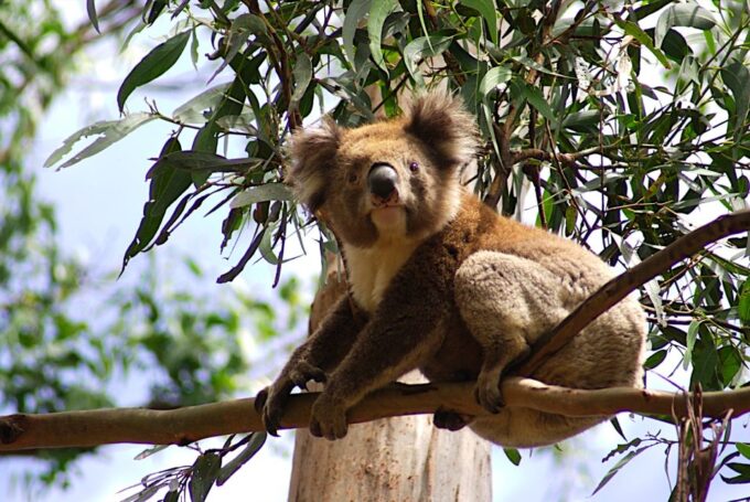 From Melbourne: Great Ocean Road Full-Day Guided Trip - Recap
