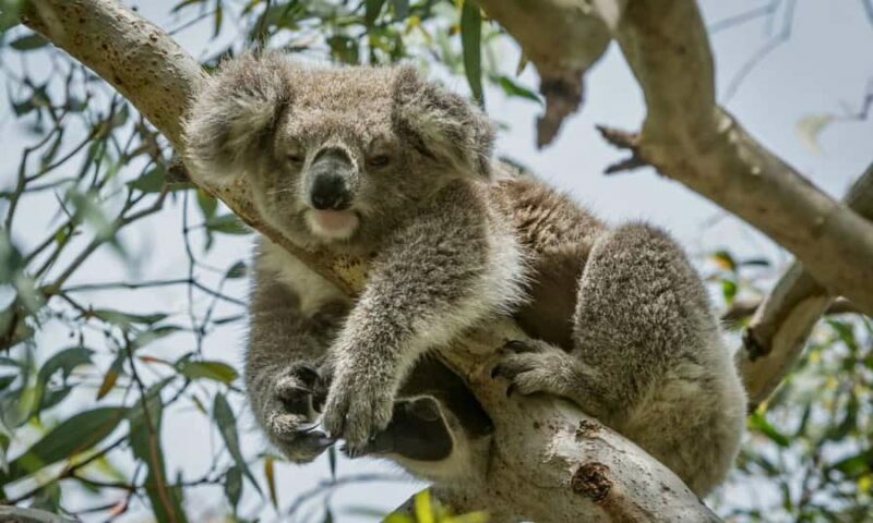 From Melbourne: Great Ocean Road Full-Day Sunset Tour - Potential Drawbacks or Considerations