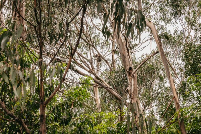 From Melbourne: Great Ocean Road Full-Day Trip - Key Points