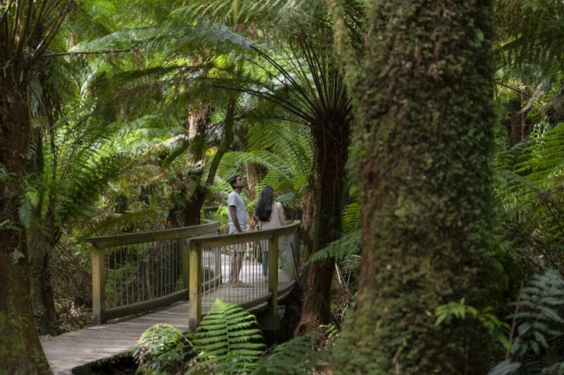 From Melbourne: Great Ocean Road & Rainforest Full-Day Trip - Itinerary Highlights