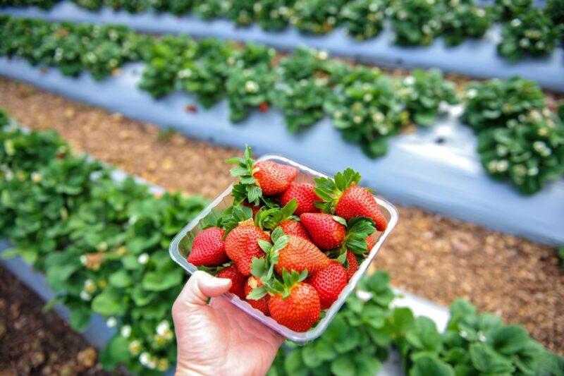 From Melbourne: Mornington Peninsula Food Trail Day Trip - Exclusions and Personal Expenses
