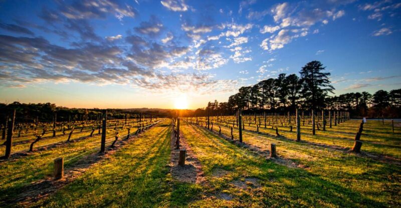 From Melbourne: Mornington Peninsula Food & Wine Taste Trail - Key Points