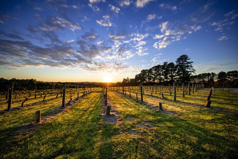 From Melbourne: Mornington Peninsula Food & Wine Taste Trail - Indulge in Winery Lunch With Views
