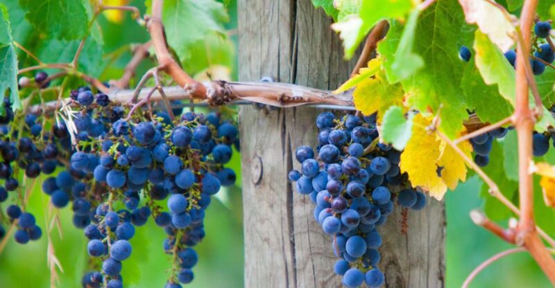 From Melbourne: Mornington Peninsula Private Winery Tour - Pick-up and Drop-off Service
