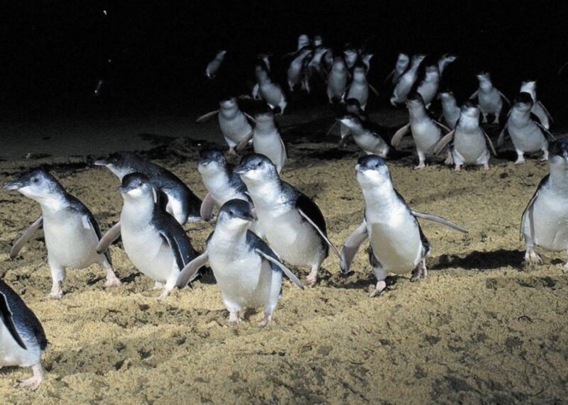 From Melbourne: Penguin Parade, Koalas & Kangaroos - Transportation and Accessibility