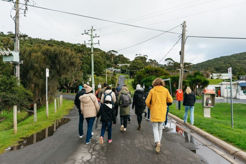 From Melbourne: Penguin Parade, Koalas & Kangaroos - Live Guide and Languages