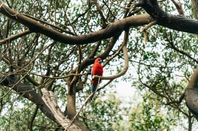 From Melbourne: Penguin Parade, Koalas & Kangaroos - Penguin Parade Experience