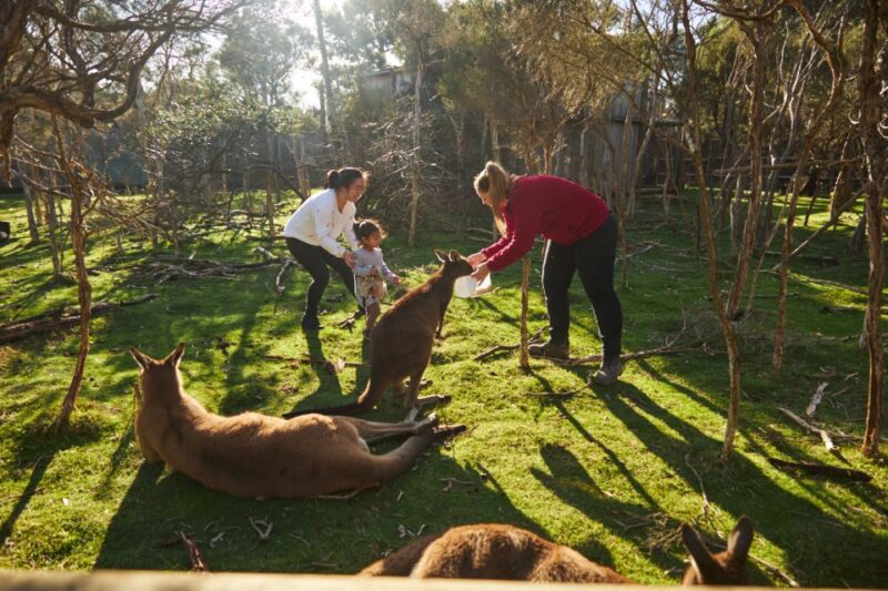 From Melbourne: Penguins and Wildlife Nature Day Tour - Key Points