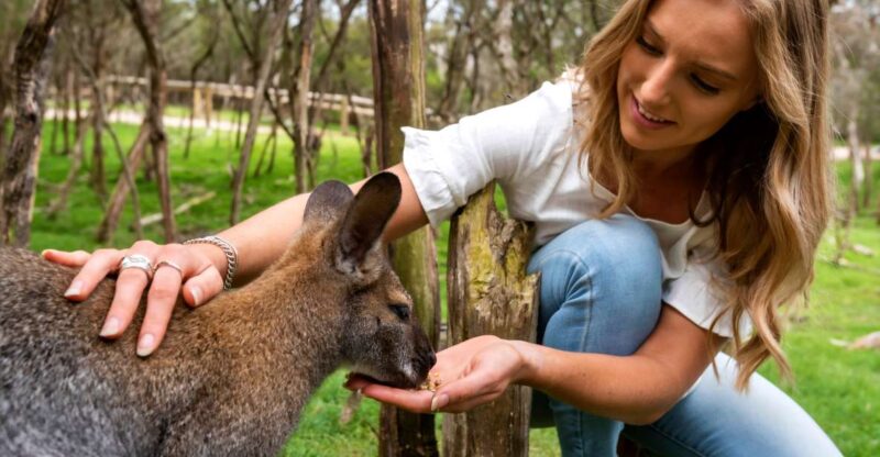 From Melbourne: Penguins and Wildlife Nature Day Tour - Wildlife Encounters