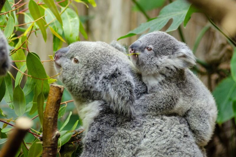 From Melbourne: Phillip Island and Penguin Parade Day Tour - Itinerary and Highlights