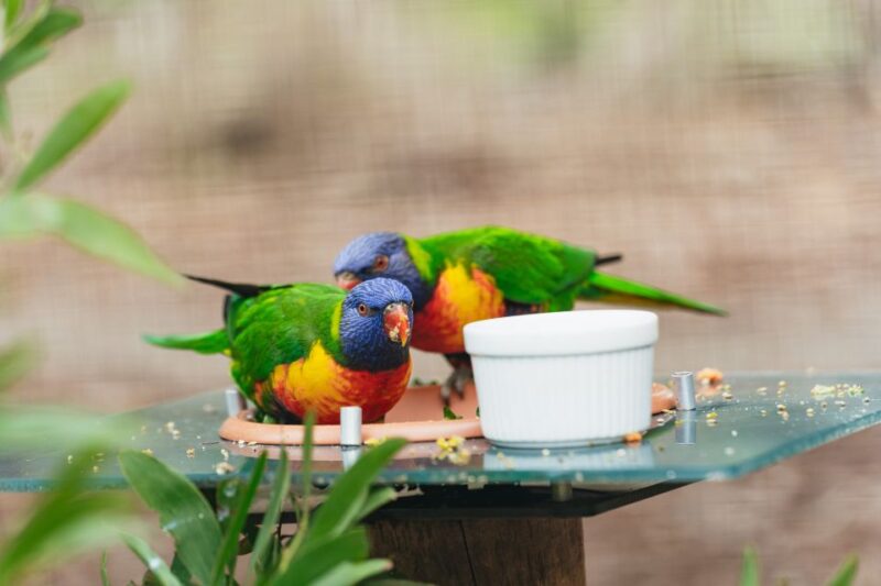 From Melbourne: Phillip Island Eco Wildlife Tour - Sanctuary Wildlife Encounter