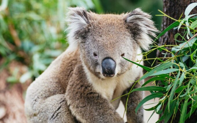 From Melbourne: Phillip Island Eco Wildlife Tour - Additional Tour Details