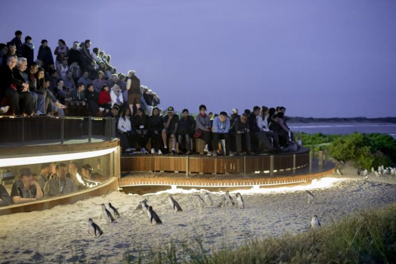 From Melbourne: Phillip Island Penguin Parade Eco Tour - Moonlit Sanctuary