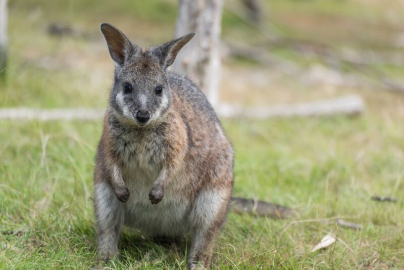 From Melbourne: Phillip Island Penguin Parade Eco Tour - Optional Activities