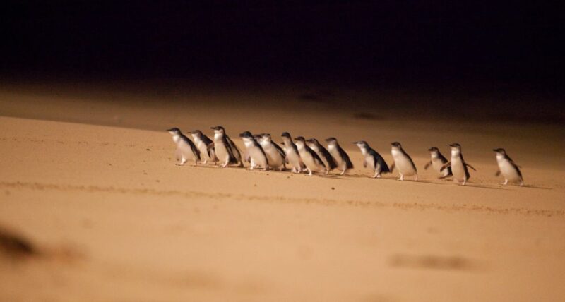 From Melbourne: Phillip Island Penguin Parade Express Trip - Itinerary