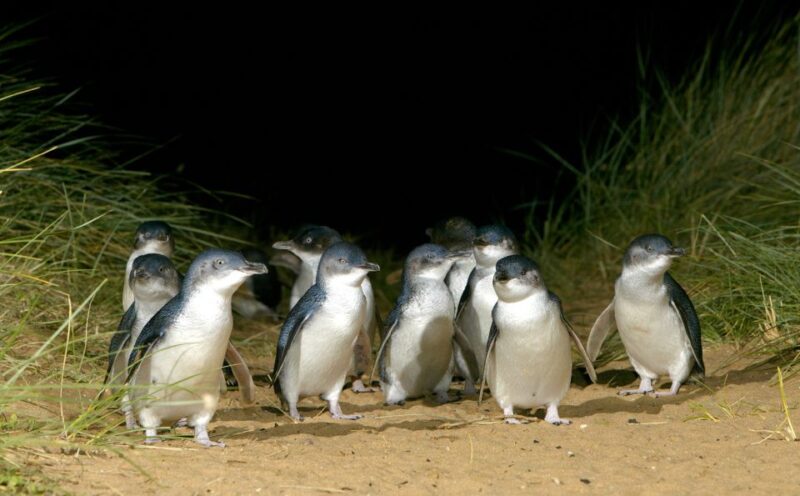 From Melbourne: Phillip Island Penguin Parade Express Trip - Frequently Asked Questions