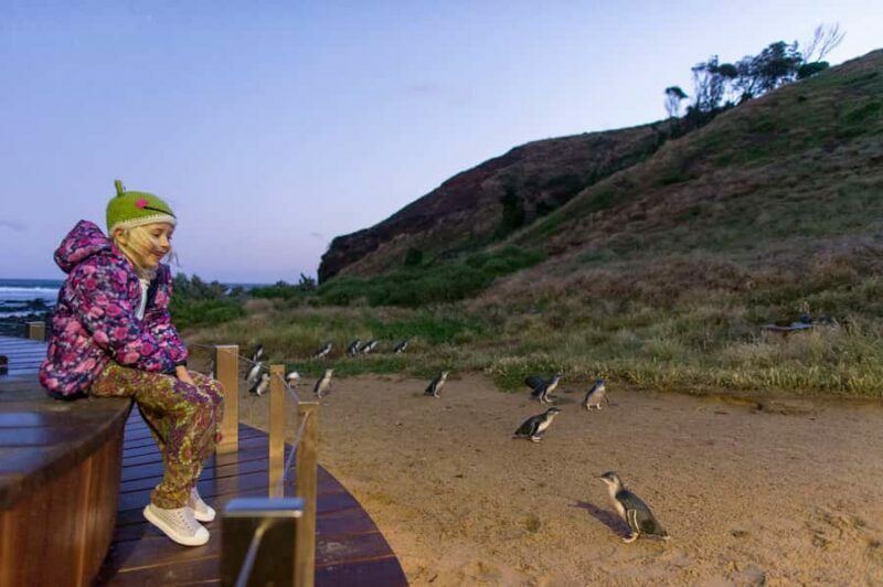 From Melbourne: Phillip Island Penguin Parade & Koalas Tour - Final Thoughts