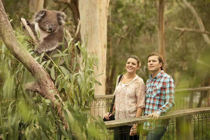 From Melbourne: Phillip Island Penguin Parade & Koalas Tour - FAQ