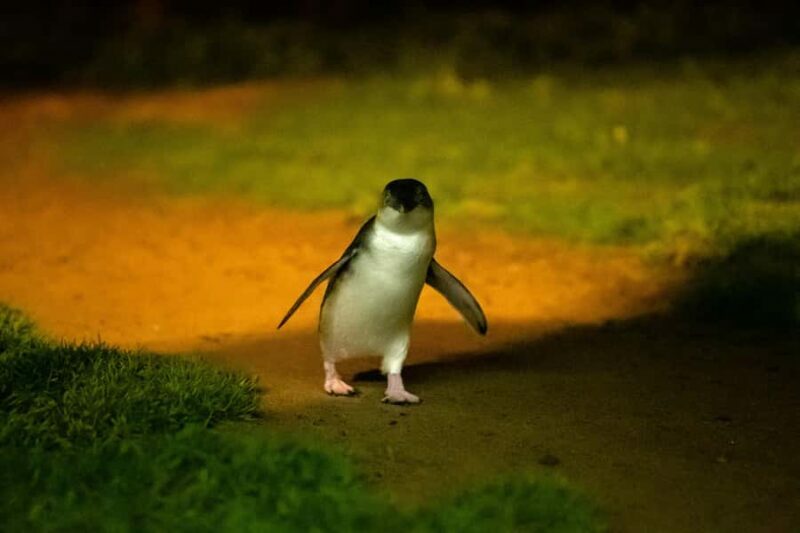 From Melbourne: Phillip Island Penguin Parade & Koalas Tour - The Sum Up