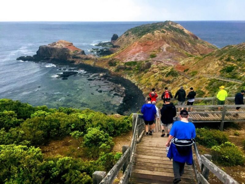 From Melbourne: Phillip Island Penguin Parade Private Tour - The Penguin Parade Experience