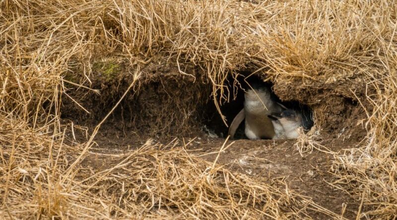 From Melbourne: Phillip Island Penguin Parade Tour (Chinese) - Key Points
