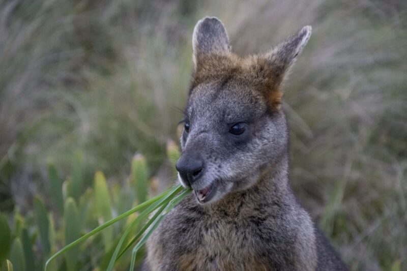 From Melbourne: Private Phillip Island Tour 11-Hour LGBTQ+ - LGBTQ+ Friendly Guide