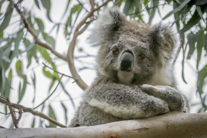 From Melbourne: Private Phillip Island Tour 11-Hour LGBTQ+ - Frequently Asked Questions